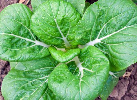 Organic White Stemmed Pac Choy, Brassica rapa var chinensis .300